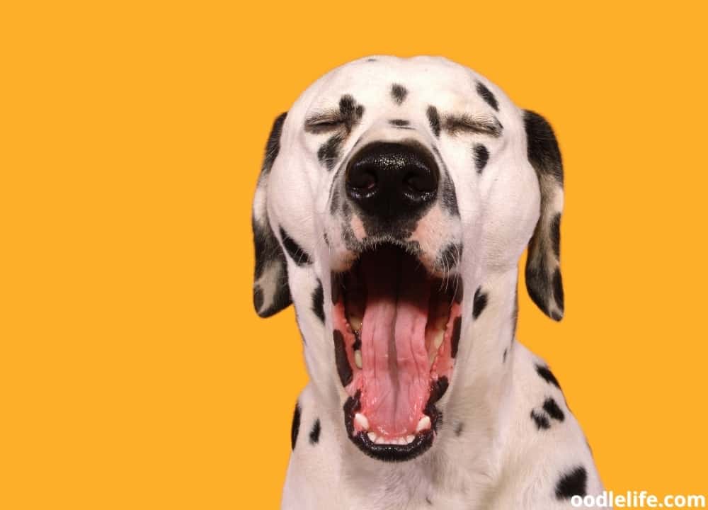 Why does my dog’s mouth stay open?