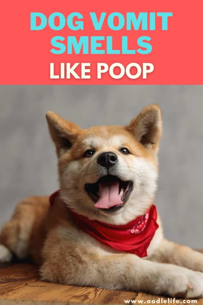 Dogs throw up looks like poop