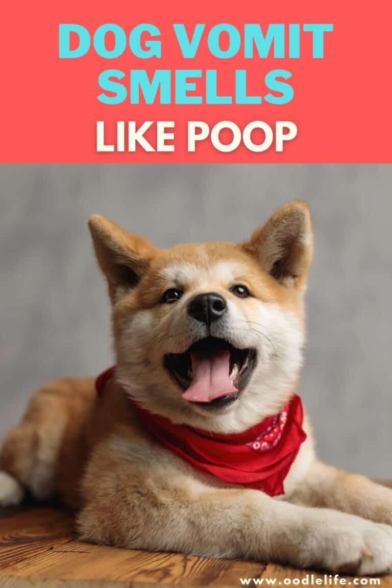 Dog Vomit Smells Like Poop [Help!] - Oodle Life