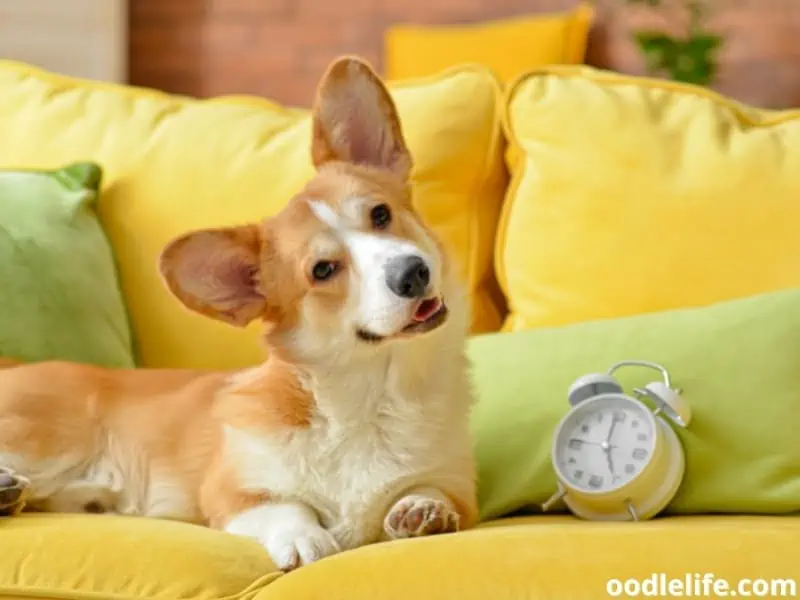 dog with alarm clock