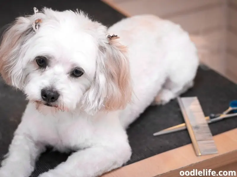 dog with grooming tools