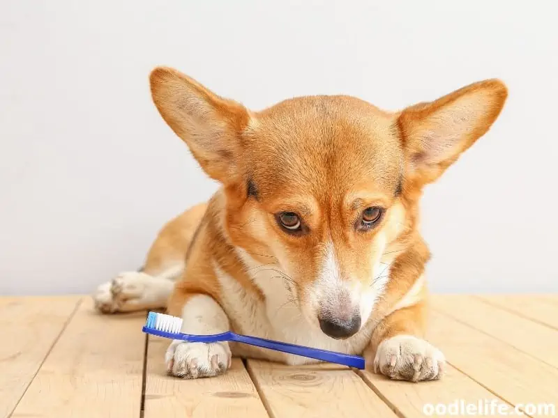 dog with toothbrush