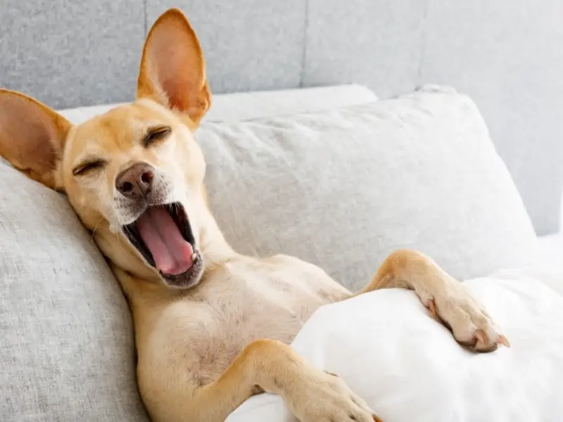 dog yawning