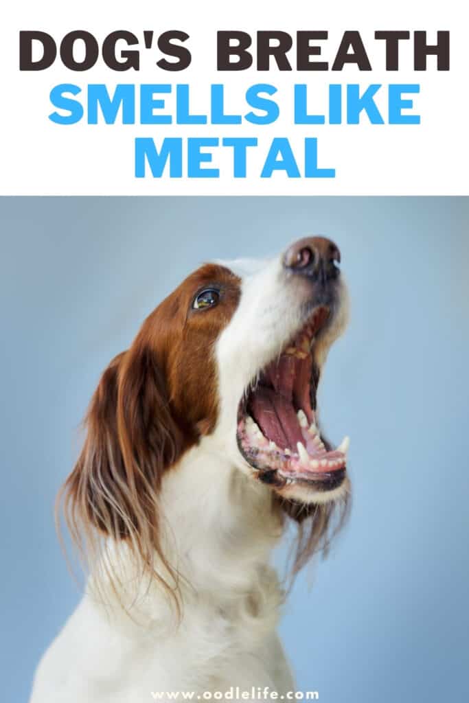 dog's breath smells like metal