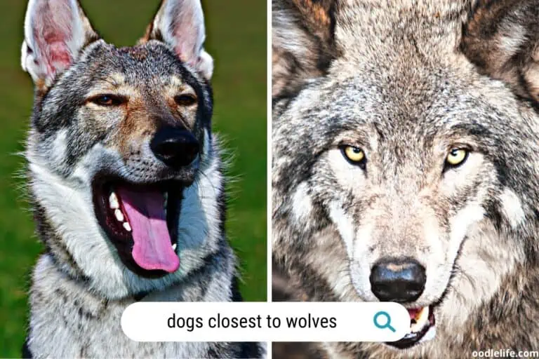 11 Dogs Closest to Wolves [with Photos]