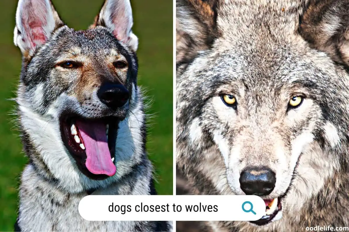 dogs closest to wolves