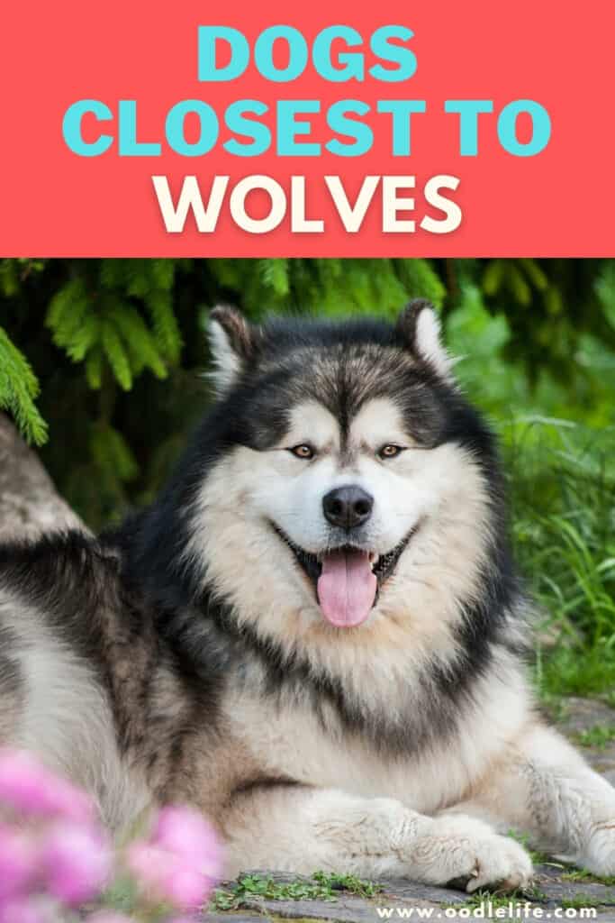 dogs closest to wolves