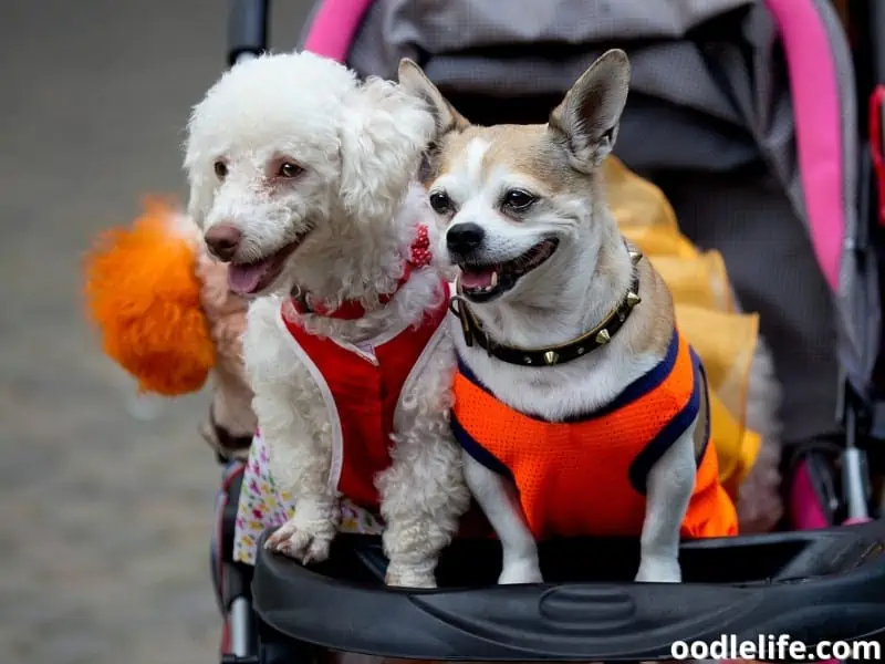 dogs in the baby cart