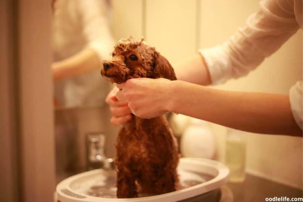 doodle puppy having a bath