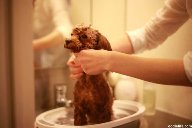 How Often Should I Bathe My Labradoodle? [Expert Advice] Oodle Life
