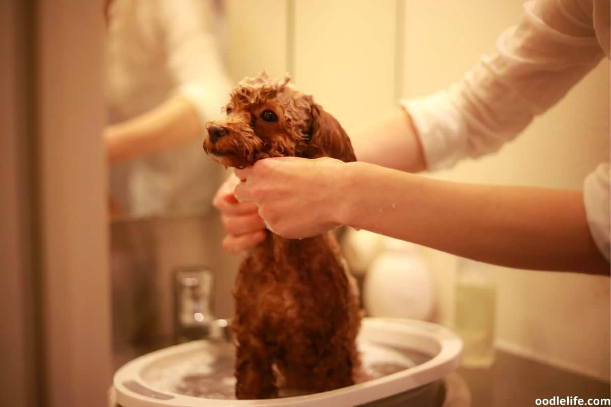 How Often Should I Bathe My Labradoodle? [Expert Advice] Oodle Life