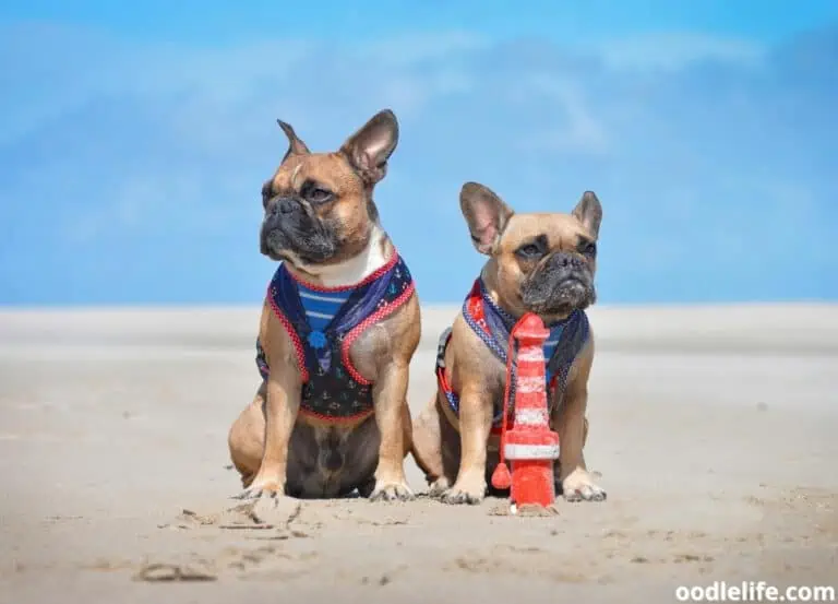 11 Facts About French Bulldogs 