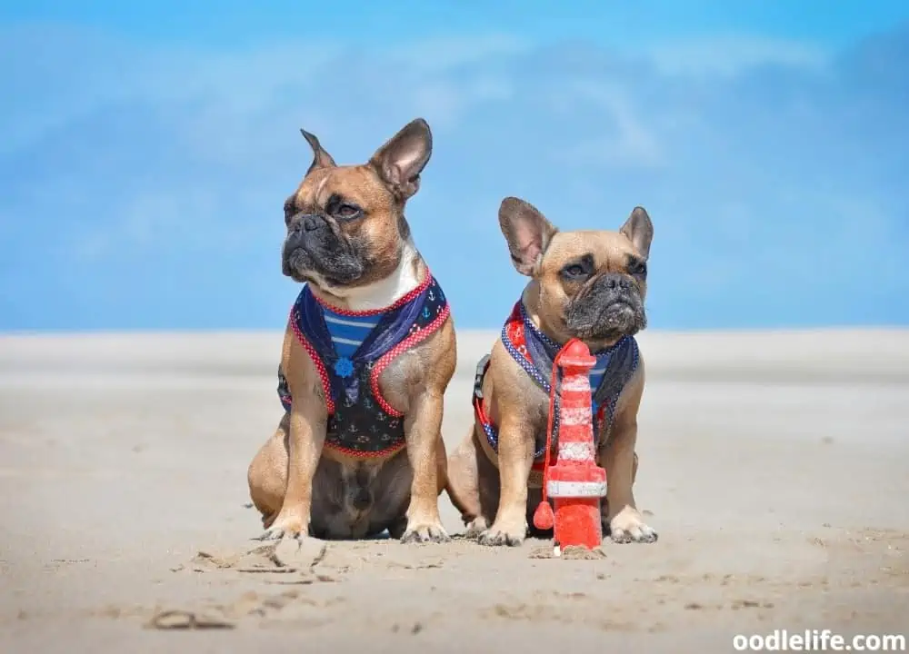 facts about French Bulldogs