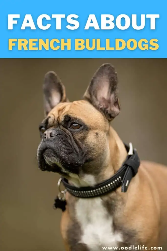 facts about French Bulldogs