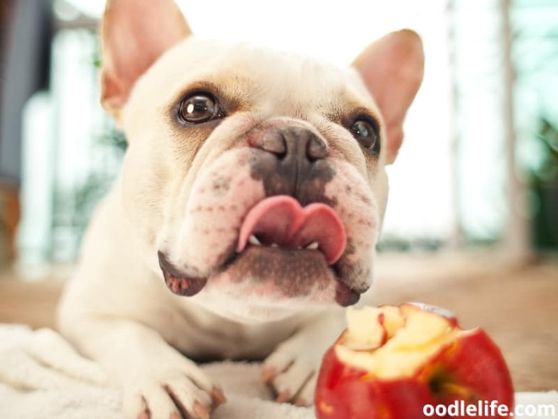 French Bulldog eating