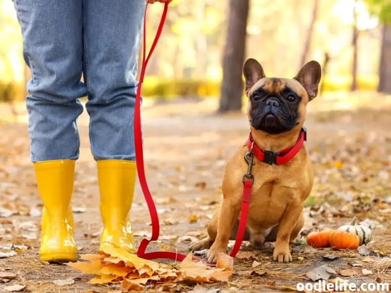 French Bulldog on a leash