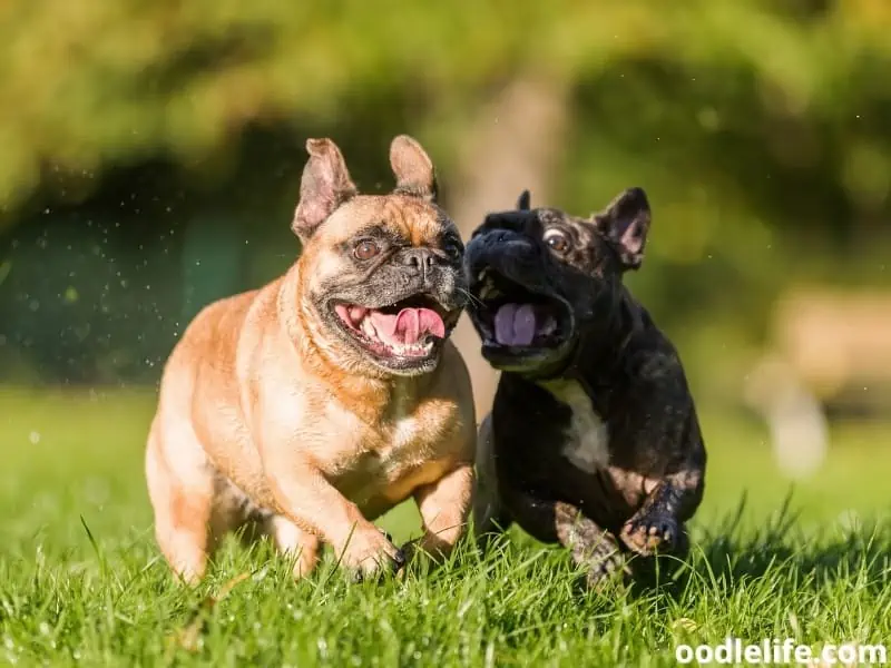 French Bulldogs playing