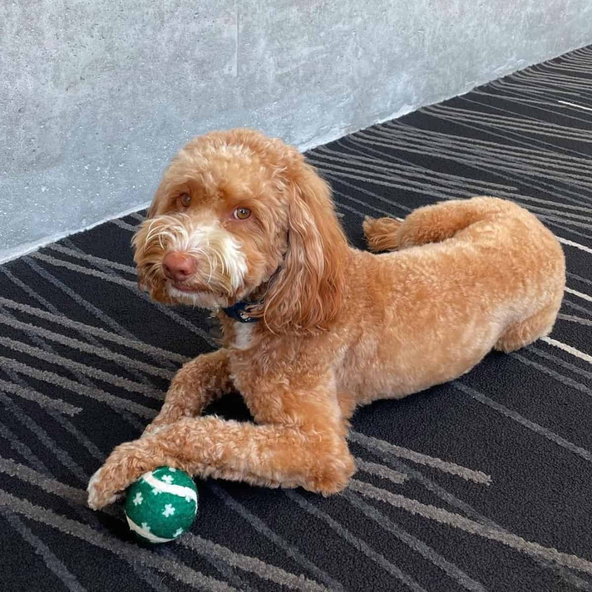 fresh haircut Labradoodle with ball