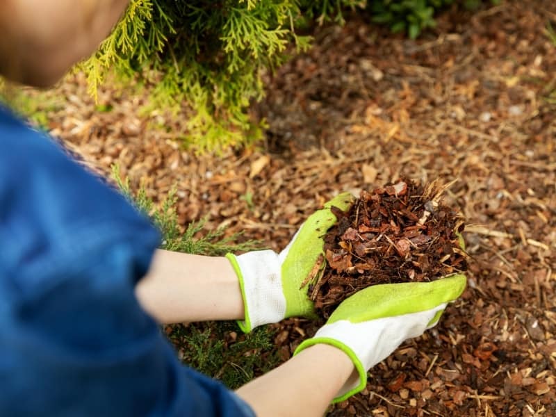 Backyard Dog Potty Area Ideas (DIY Guide 2022) - Oodle Life