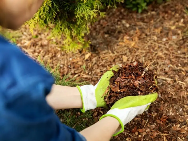 gardener putting mulch