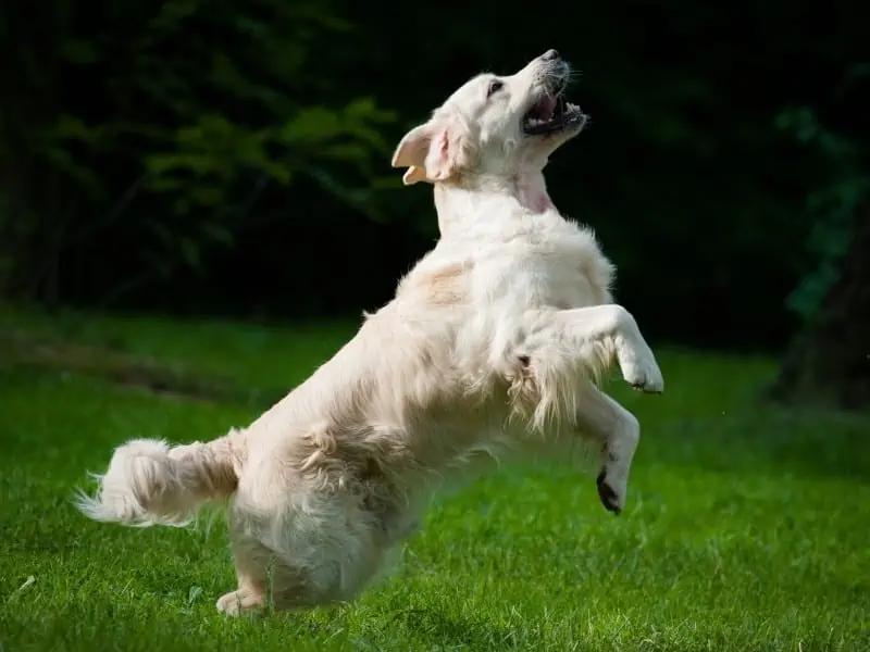 golden retriever playing