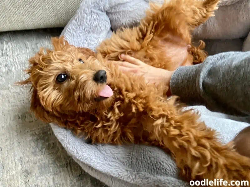 Goldendoodle getting a belly rub