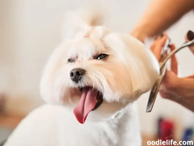 grooming a maltipoo