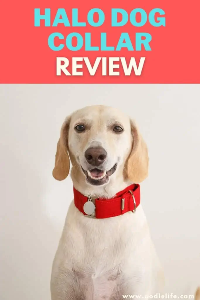halo dog collar review