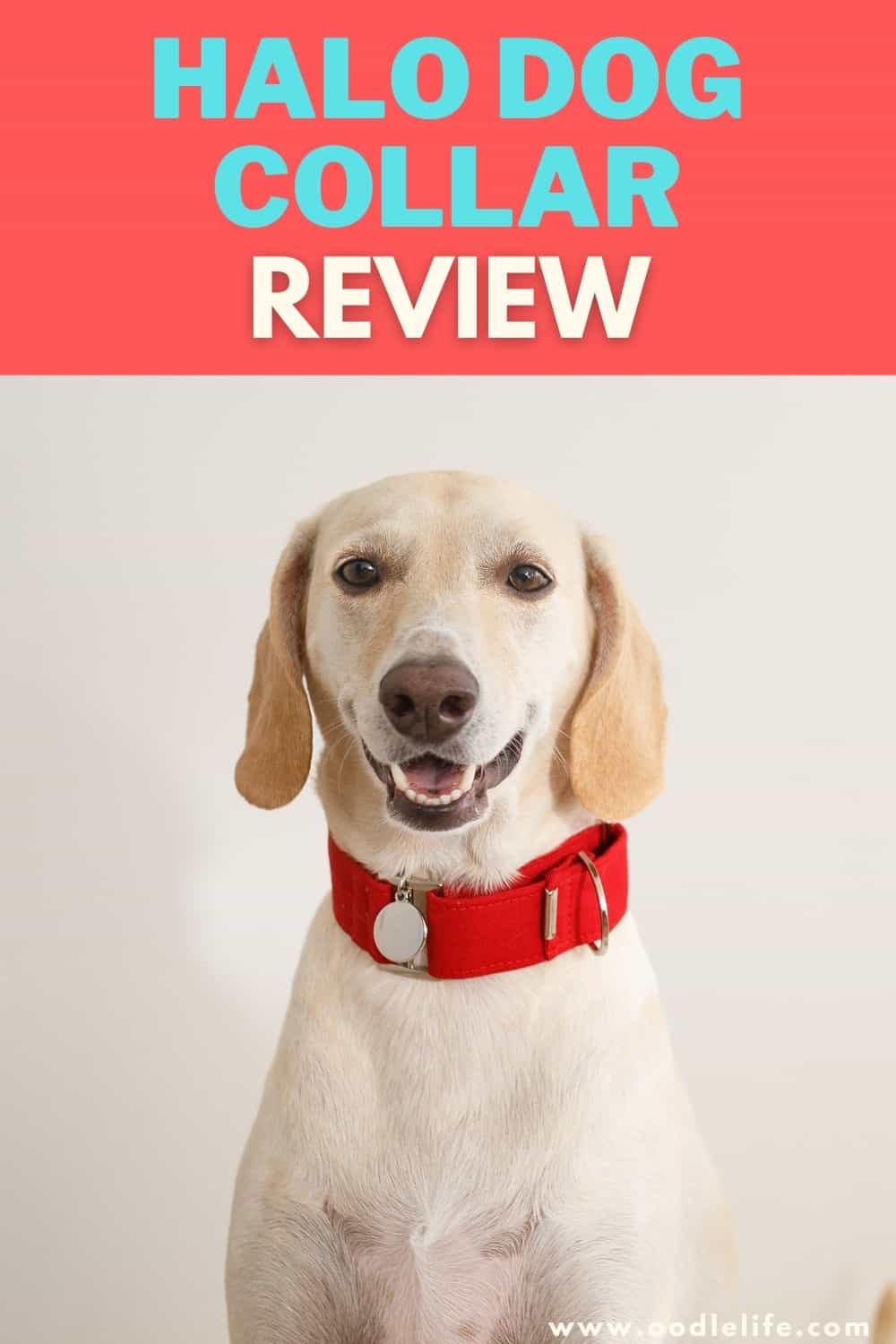 Halo Dog Collar Review [2022 Handson] Oodle Life