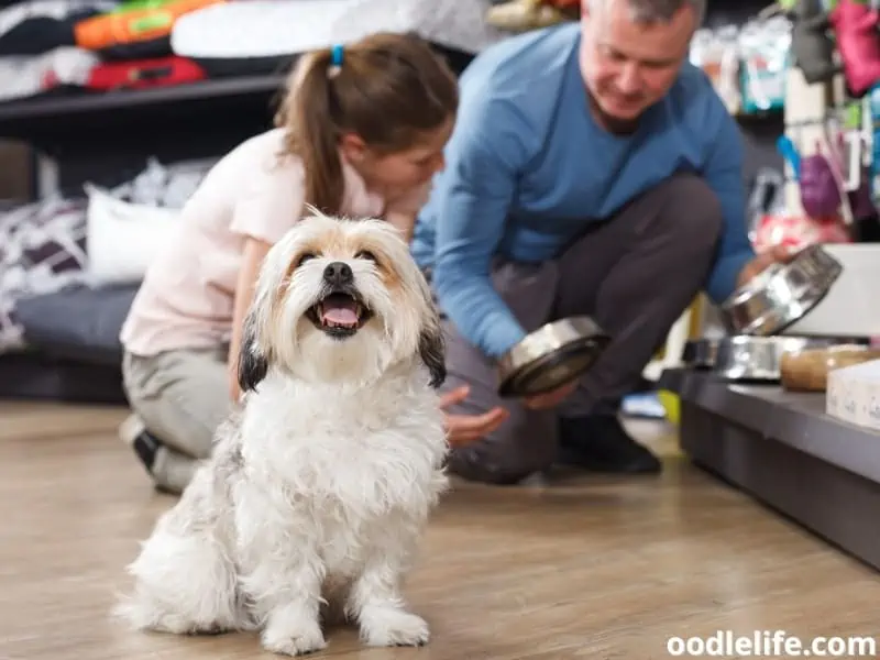 happy dog in a pet store