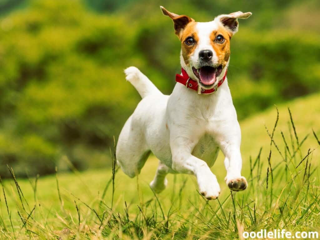 happy dog jumps
