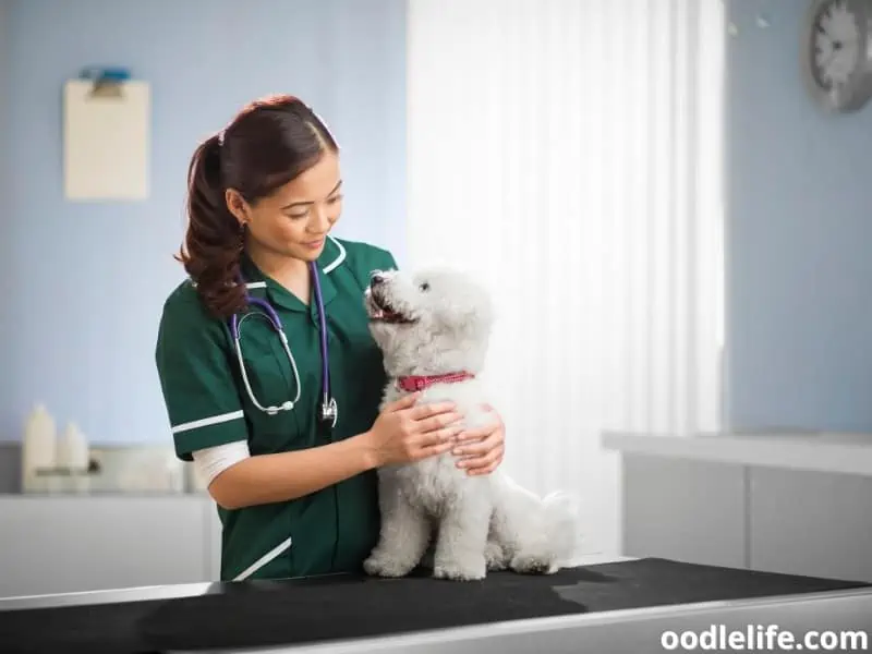 happy vet and a dog