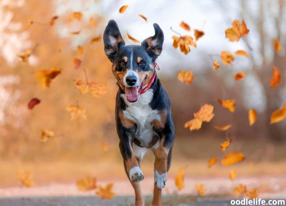 How High Can Little Dogs Jump