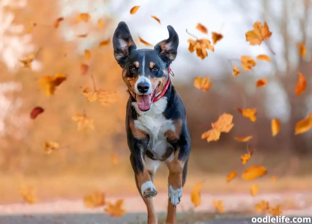 how high can dogs jump
