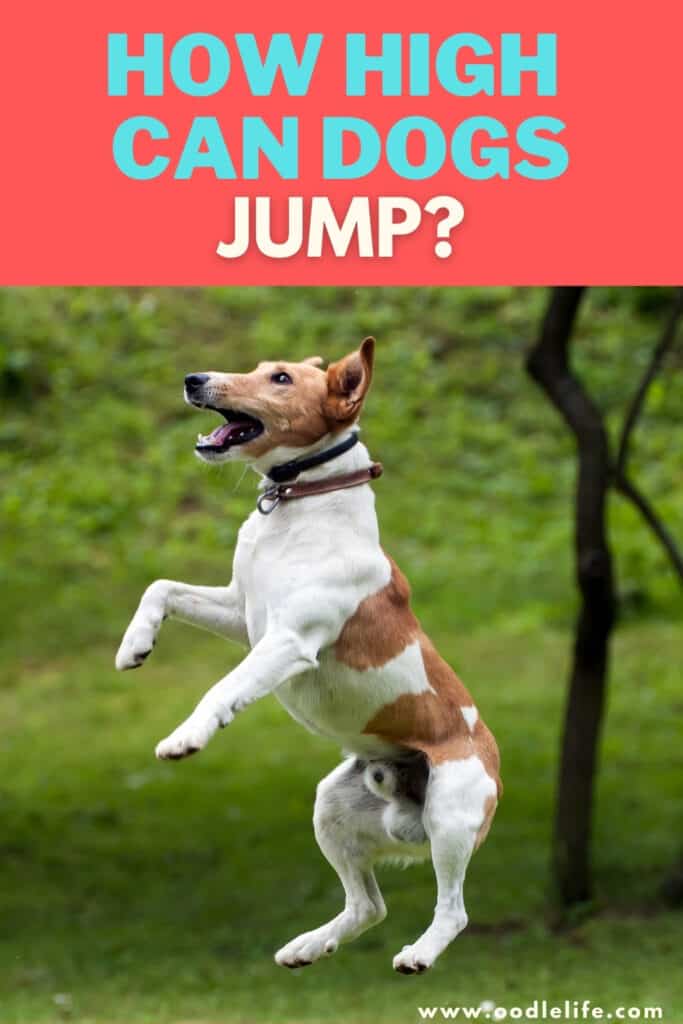 how high can dogs jump