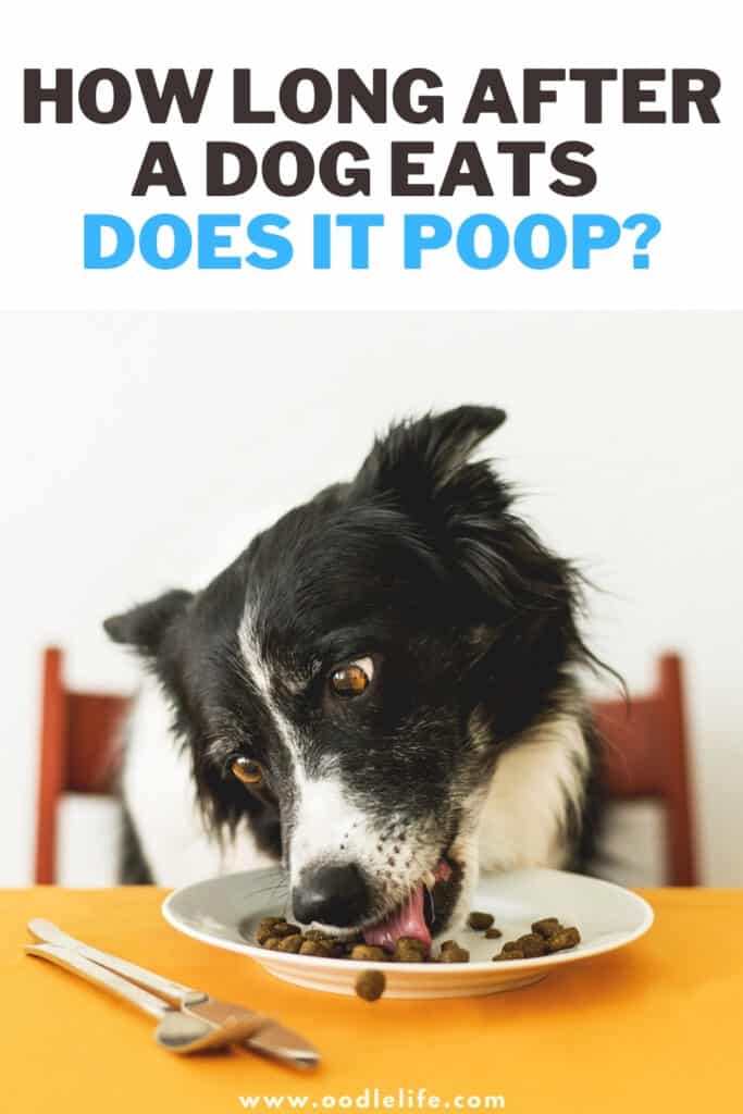 how long does a dog go poop after eating