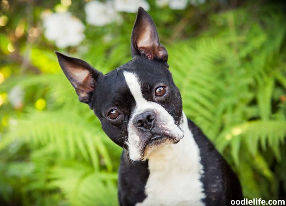 do boston terriers have breathing problems