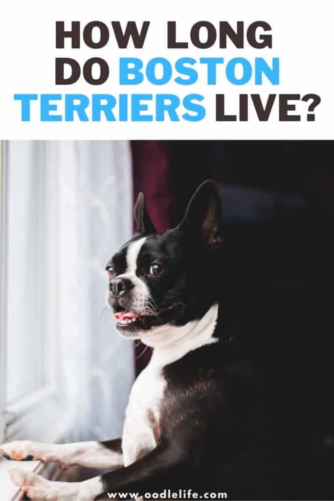 how long do Boston Terriers live