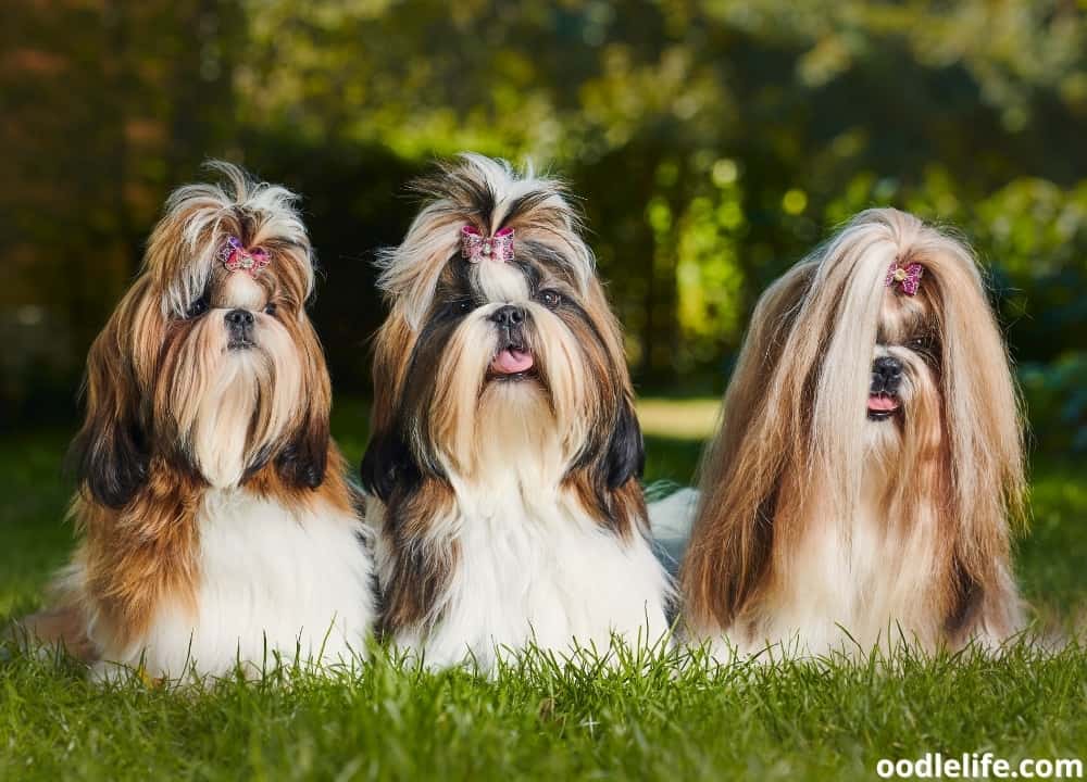 How Long Do Shih Tzus Live Average Lifespan Oodle Life How Long Do Shih Tzus Live Average Lifespan Oodle Life