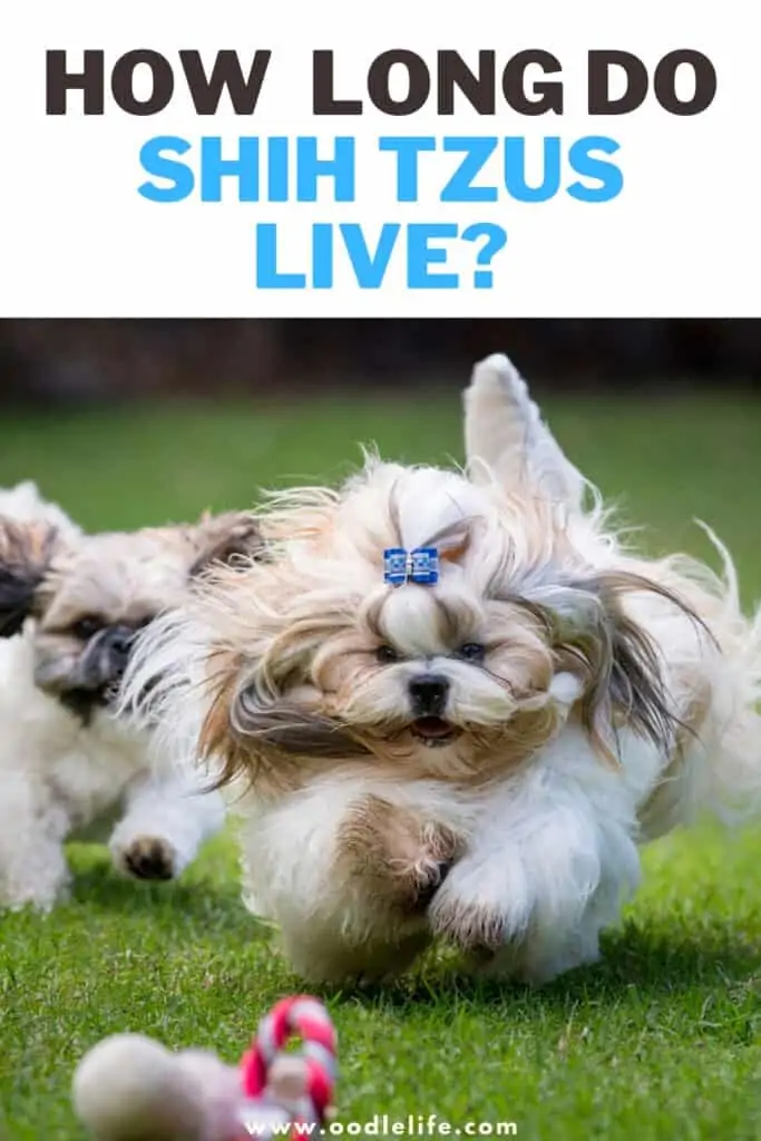 how long do shih tzus live