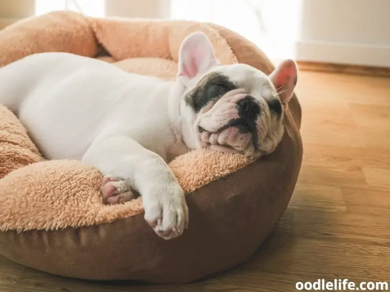 how long should a dog bed last