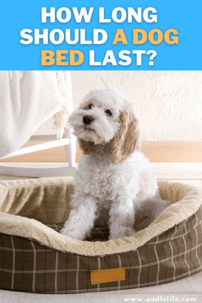 how long should a dog bed last