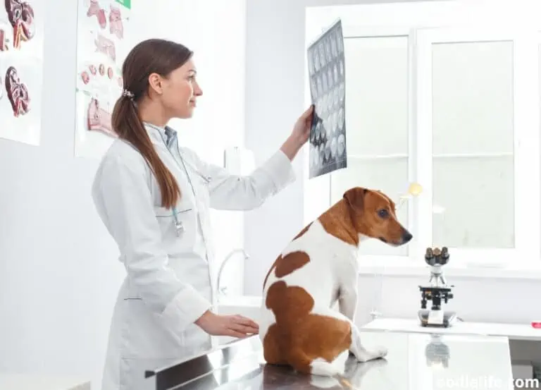 How Much Are X-Rays for Dogs? [year]