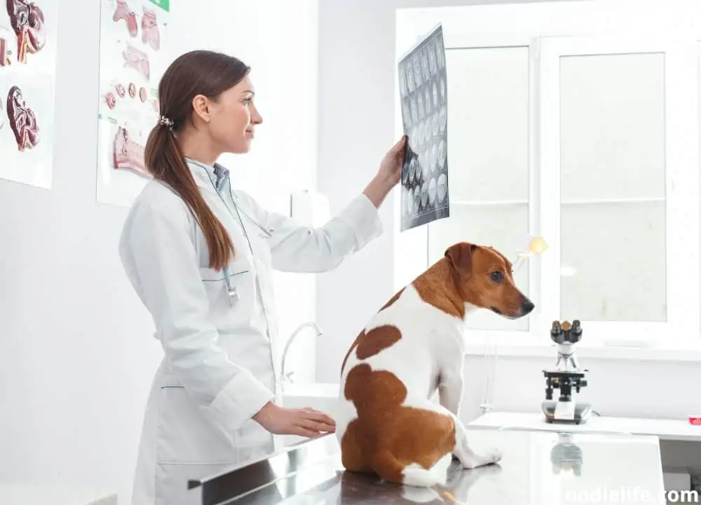 how much are x-rays for dogs