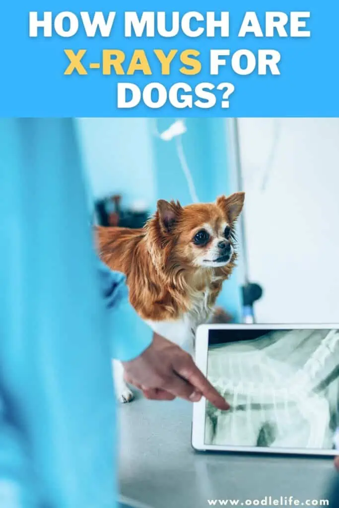 how much are x-rays for dogs