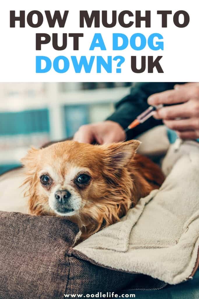 how much to put a dog down uk