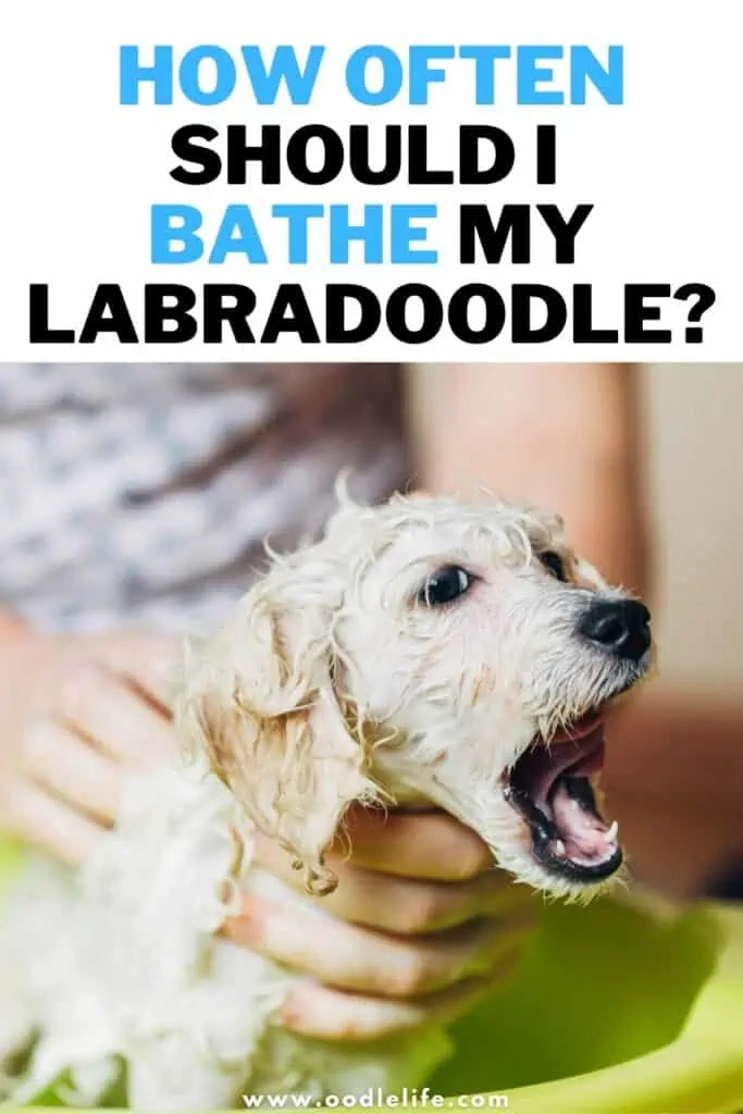 how often should i bathe my labradoodle