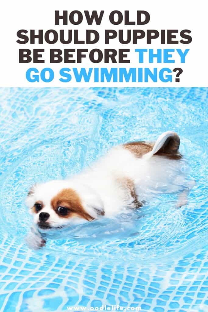 how old should puppies be before they go swimming