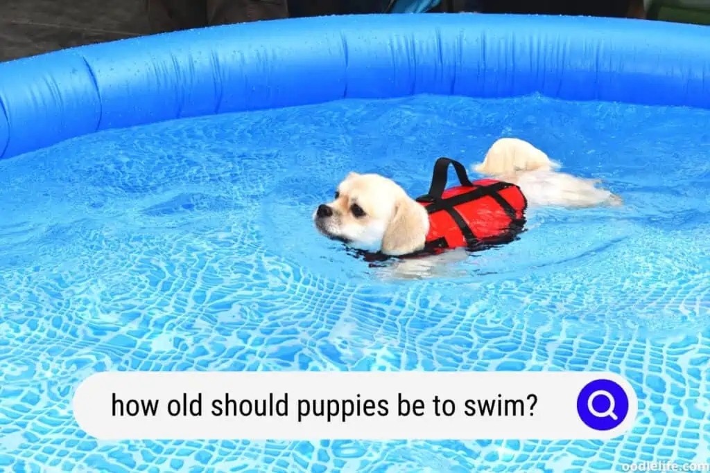 puppy swimming at a young age