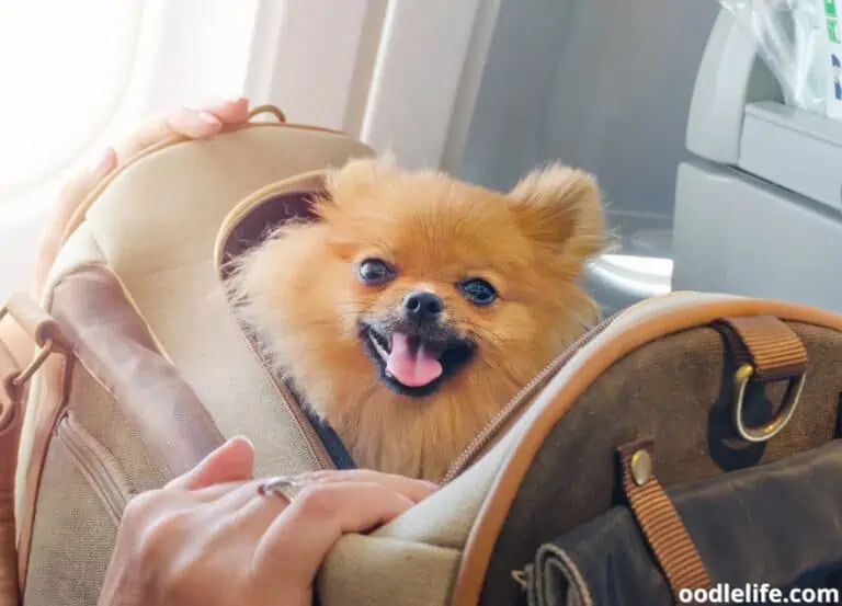 How Stressful Is Flying For Dogs? [Calming Strategies]